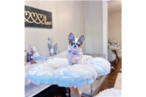 Ashley - Chihuahua for sale