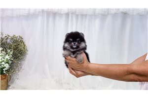 Sienna - Pomeranian for sale
