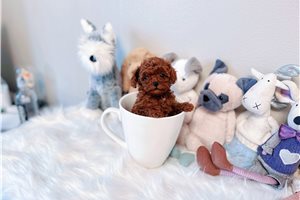 Violet - Poodle, Toy for sale