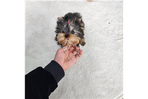 Maddie - Yorkshire Terrier - Yorkie for sale