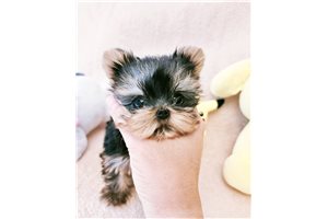 Daphne - Yorkshire Terrier - Yorkie for sale