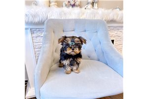Royal - Yorkshire Terrier - Yorkie for sale