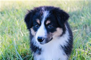 Kenai - Miniature Australian Shepherd for sale