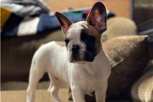 Westley - French Bulldog for sale