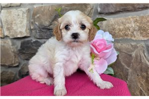Felicia - Cavapoo for sale