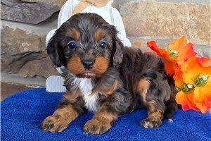 Flynn - Cavapoo for sale