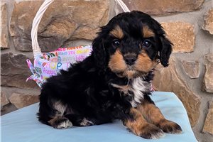 Fletcher - puppy for sale