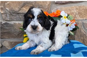 Franklin - puppy for sale