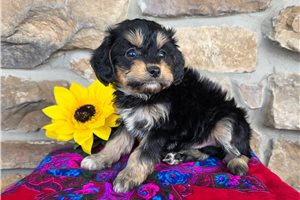 Fitz - puppy for sale