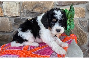 Ferris - puppy for sale