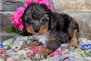 Flower - puppy for sale
