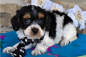 Finley - puppy for sale