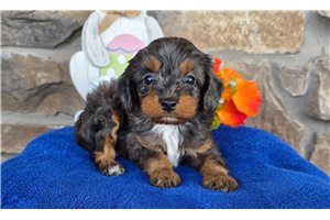Flynn - Cavapoo for sale