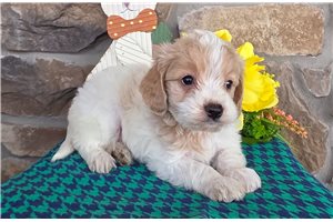 Foster - puppy for sale
