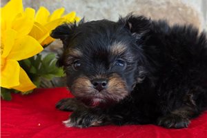 Felix - Poma-Poo - Pomapoo for sale