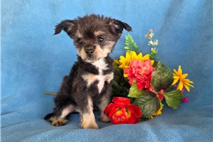 Felix - Poma-Poo - Pomapoo for sale