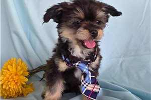 Felix - Poma-Poo - Pomapoo for sale
