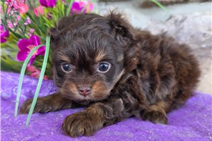 Flower - Poma-Poo - Pomapoo for sale