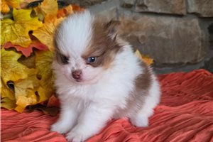 Heath - puppy for sale