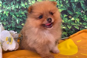Knotts - puppy for sale