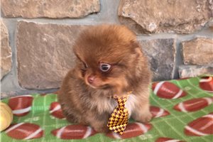 Hickory - Pomeranian for sale
