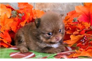 Hickory - Pomeranian for sale
