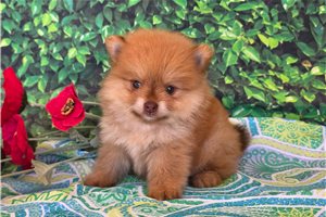 Klein - Pomeranian for sale