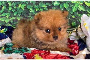 Karma - puppy for sale