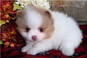 Harriet - puppy for sale