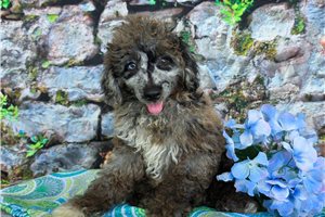 Reed - Poodle, Miniature for sale
