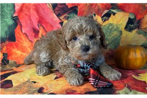 Edgar - puppy for sale