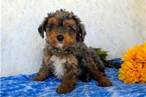 Gabe - Poodle, Miniature for sale
