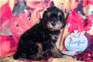 Elliott - Miniature Poodle for sale