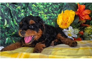 Elliott - Miniature Poodle for sale