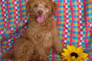 Reginald - Poodle, Miniature for sale
