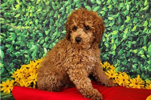 Mona - Poodle, Miniature for sale