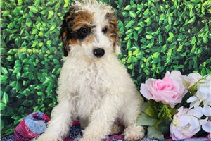 Madison - Poodle, Miniature for sale
