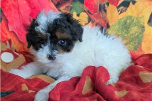 Erin - puppy for sale