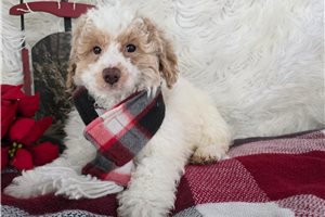 Emmett - puppy for sale