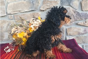 Elliott - Miniature Poodle for sale