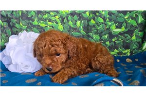 Eldon - puppy for sale