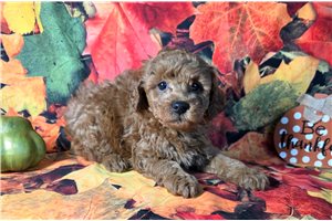 Easton - puppy for sale