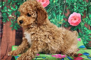 Marigold - Poodle, Miniature for sale