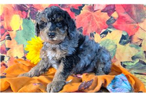 Elias - puppy for sale