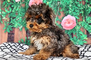Millie - Poodle, Miniature for sale