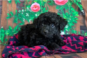 Rayne - Poodle, Miniature for sale