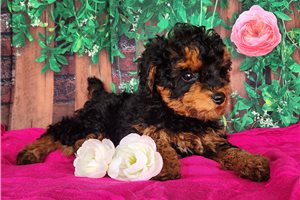 Morgan - Poodle, Miniature for sale