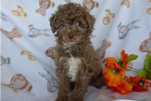 Garrison - Poodle, Toy for sale