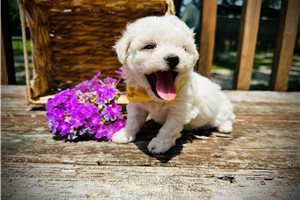 Gwen - puppy for sale