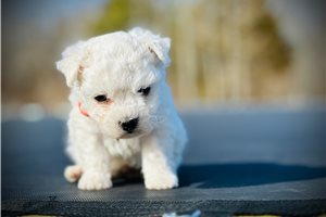 Artie - Bichon Frise for sale
